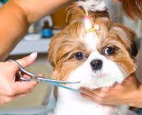 Do not allow it to tuck the tail between its legs. 3 Useful Tips For Long Haired Dog Grooming Shar Jo S Pet Styling In Home Pet Sitting