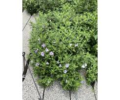 Image result for Vandellia humilis