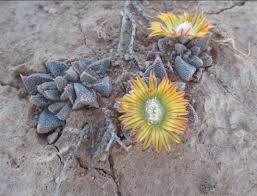 Image result for Nananthus