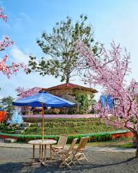 Tempat tersebut dinamai bukit sakura kemiling atau taman sakura. Bukit Sakura Kemiling Lampung Rasa Jepang Lampung Eksis