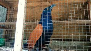 Pancingan kemade bunga api biar bunyi campursari suara kemade betina untuk pikat pancingan ampuh bikin burung cabe cabean liaran langsung nyaut full audio. Download Burung Dudut Mp3 Mp4 3gp Flv Download Lagu Mp3 Gratis
