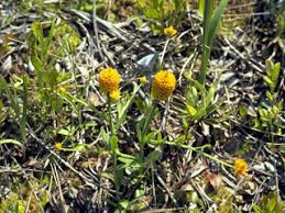 Image result for Polygala rivularis