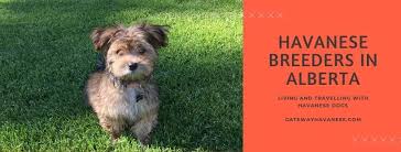 I breed beautiful, small havanese puppies. Havanese Breeders In Alberta Gateway Havanese