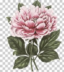 Cartoon Flower Sketch Flower Sketch Cartoon Beautiful Peony Floral Material Cartoon Flower Icon Aesthetic Element Png Klipartz Polish your personal project or design with these flower transparent png images, make it even more personalized and.
