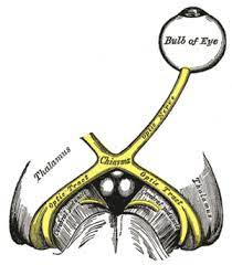 Insight into how pupil independence is developed at a hampshire primary school. Relative Afferent Pupillary Defect Wikipedia