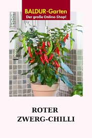 Bio Roter Zwerg Chili 1a Pflanzen Kaufen Baldur Garten In 2020 Pflanzen Roter Zwerg Pflegeleichte Pflanzen