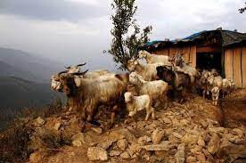 Pin On Goat Village Home Of The Goat Mote