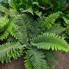Image result for Polystichum