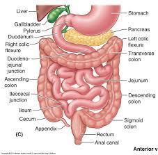 Large Bowel Anatomy Stomach Spleen And Small Intestine Anatomia E Fisiologia Humana Fisiologia Sistema Digestivo Humano