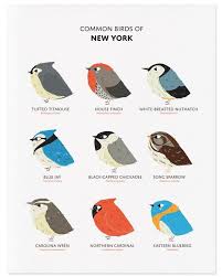Birds Of New York Field Guide Common State Birds Of New York Art Print New York Field Etsy In 2020 Virginia Art Common Birds North Carolina Art