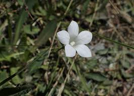 Image result for Wahlenbergia