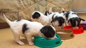 When To Start Feeding Puppies Solid Food Therugbycatalog Com