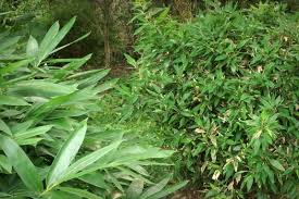 Image result for Shibataea kumasasa