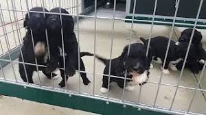 Helaas, er hebben zich nog geen cão de agua português fokkers op de hondenpage aangemeld. Filhotes De Cao D Agua Portugues Youtube