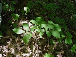 Image result for Brachycorythis ovata