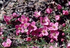 Image result for Blotiella bouxiniana