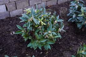 Fiori spontanei gialli from cdn.pixabay.com. Cinque Piante Da Esterno Invernali Che Fioriscono A Febbraio Cinque Cose Belle