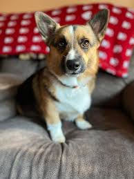 Happy birthday Ramee! Today he is 1 🎉🐾🎂