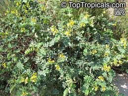 Image result for Senna italica