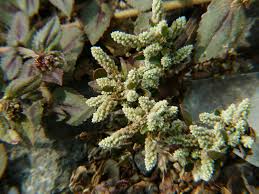 Image result for Nothosaerva