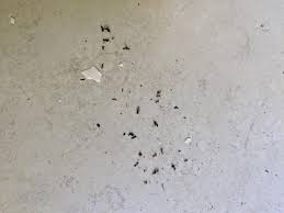 We did not find results for: Can You Identify These Dead Bugs On Our Window Sill Not Termites Right Insects