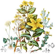 Image result for Hippocratea indica