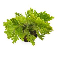 Image result for Selaginella auquieri