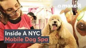 Check spelling or type a new query. What It Takes To Run A Dog Grooming Business In Nyc Youtube