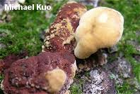 Image result for Phellinus gilvus