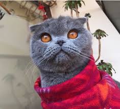 Guzin Fidanci Adli Kullanicinin Kediler Panosundaki Pin Kedi