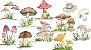 On a palette, drop a bit of water and concentrated paint right next to it. 10 Types Of Watercolor Mushrooms Let S Demystify And Explore The World Of Mushrooms Pooja Kenjale Umrani Skillshare