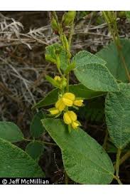 Image result for Rhynchosia