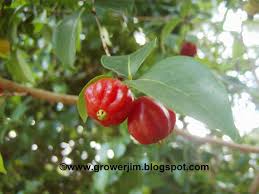 Surinam cherry hedges and shrub trees are often planted as ornamentals, but the fruit is edible and quite tasty when ripe. Garden Adventures Surinam Cherry Eugenia Uniflora