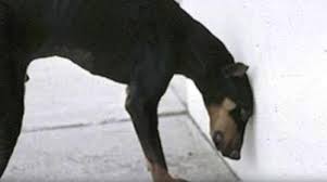 According to petmd, head pressing is a condition in which animals compulsively press their heads against a wall or object for no apparent reason. Go To The Vet Immediately If Your Dog Or Cat Starts Pressing Their Head Against A Wall