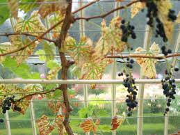 Grapevine transplant info if you must transplant a grapevine, move vines in fall or early spring, cutting back the vine to 8 inches (20.5 cm.) from the ground. Grapes In A Cold Climate Prune Hard And Keep Under Cover