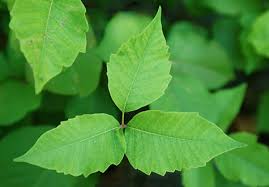 Maybe you would like to learn more about one of these? Myths Vs Facts Poison Ivy Rash And How To Get Rid Of It
