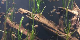 Aquascape adalah kegiatan yang lebih bersifat seni dalam mengatur dan menanam tanaman air cara membuath aquascape, aquascape itu mudah. 10 Jenis Kayu Aquascape Murah Dan Mudah Ditemukan Di Sekitar Pintarpet