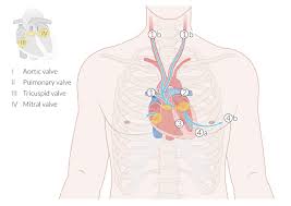 That's your thoracic cage—or rib cage, as it's more commonly known—pressing up 16 photos of the rib cage diagram with organs. Chest Wall Amboss