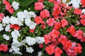 See more ideas about plants, planting flowers, shrubs. Best Choices For Red White And Blue Flowers