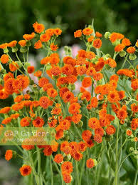 Image result for Emilia coccinea