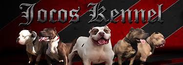 Looking for pitbull puppies for sale? Xl Xxl Pitbull Breeders In North Carolina Joco S Kennels