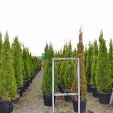 Image result for Alafia orientalis