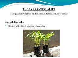 Contoh makalah biologi kacang hijau. Calameo Contoh Penelitian Dgn Metode Ilmiah