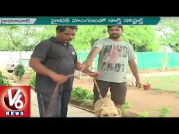 Check spelling or type a new query. Dog Hostels Dog Daycare Centers In Hyderabad Happy Dogs Kennel V6 News Youtube