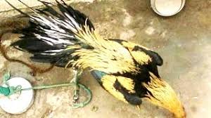 Aseel is noted for it's aggressiveness, high stamina, stubborn and have fighting quality.aseel hen is a good sitter and the most efficient mother. Koleksi Ayam Aseel Parrot Beak Video Tips Zgirl