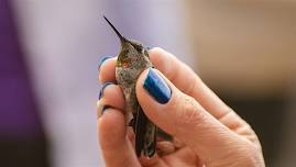 Hummingbird Banding at Bogus Basin