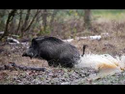 Le principe est d'aller d'un indice à l'autre en traversant le monde pour trouver des trésors (ou des portails). Video Chasse Du Sanglier En Bretagne