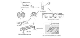 The Life Cycle Of Oysters In Aquaculture Element Seafood