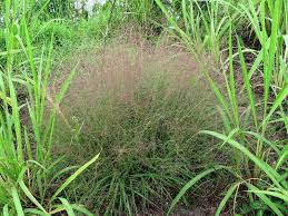 Image result for Eragrostis homblei