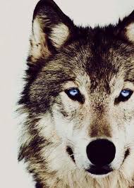 Black And Grey Wolf With Blue Eyes 